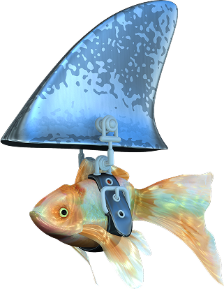 goldfish with shark fin